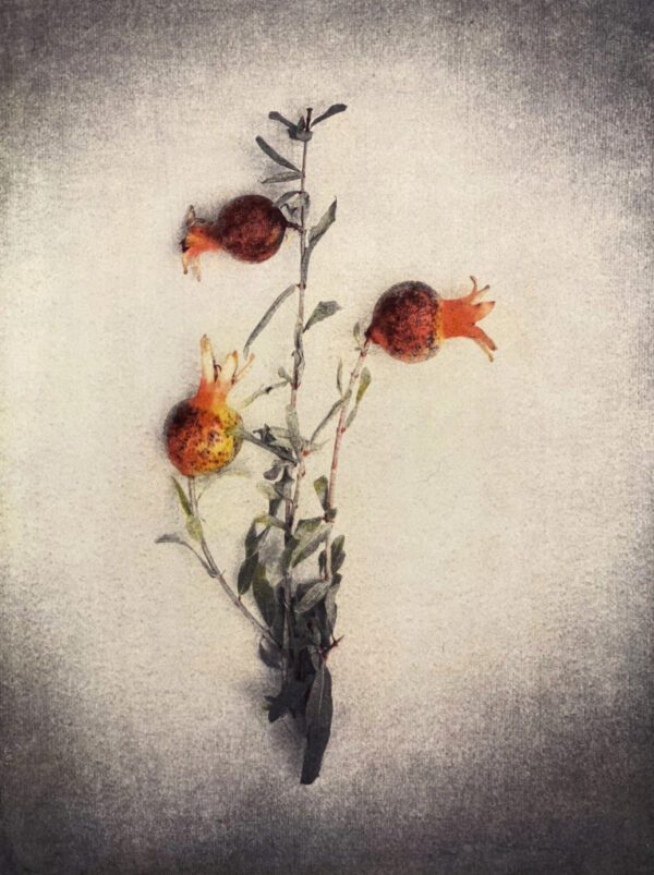 Tri-Color Gum Printing Workshop with Diana Bloomfield_September 18th & 19th, 2021