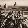 The Beauty of Land and Water: Photopolymer Gravure Workshop with Karen Hymer_September 25th, 2022 - Image 8