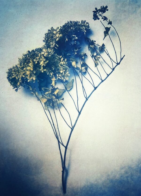 Tri-Color Gum Printing Workshop with Diana Bloomfield_October 26, 27, 28 - Image 3